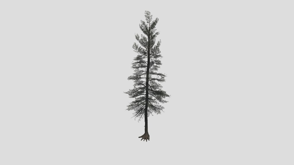 Tree Scotspine B1