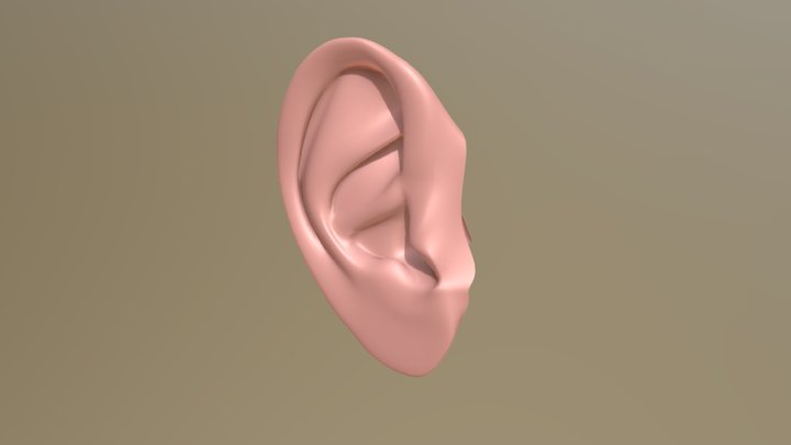 Human Ear