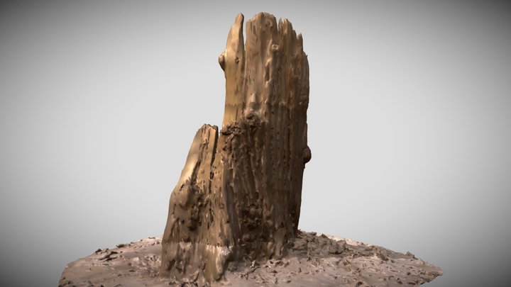 High quality Tree Stump Split 3D Model