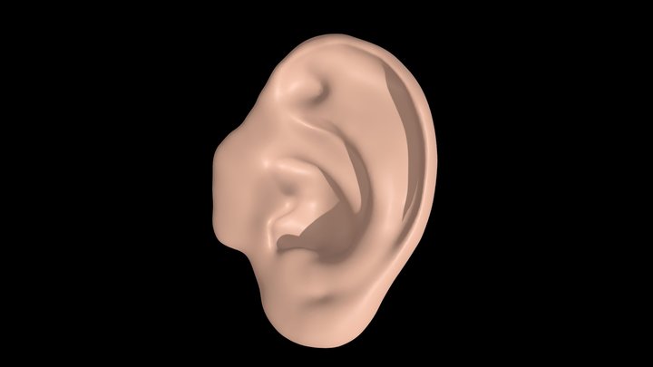 beautiful anatomically correct ear 3D Model