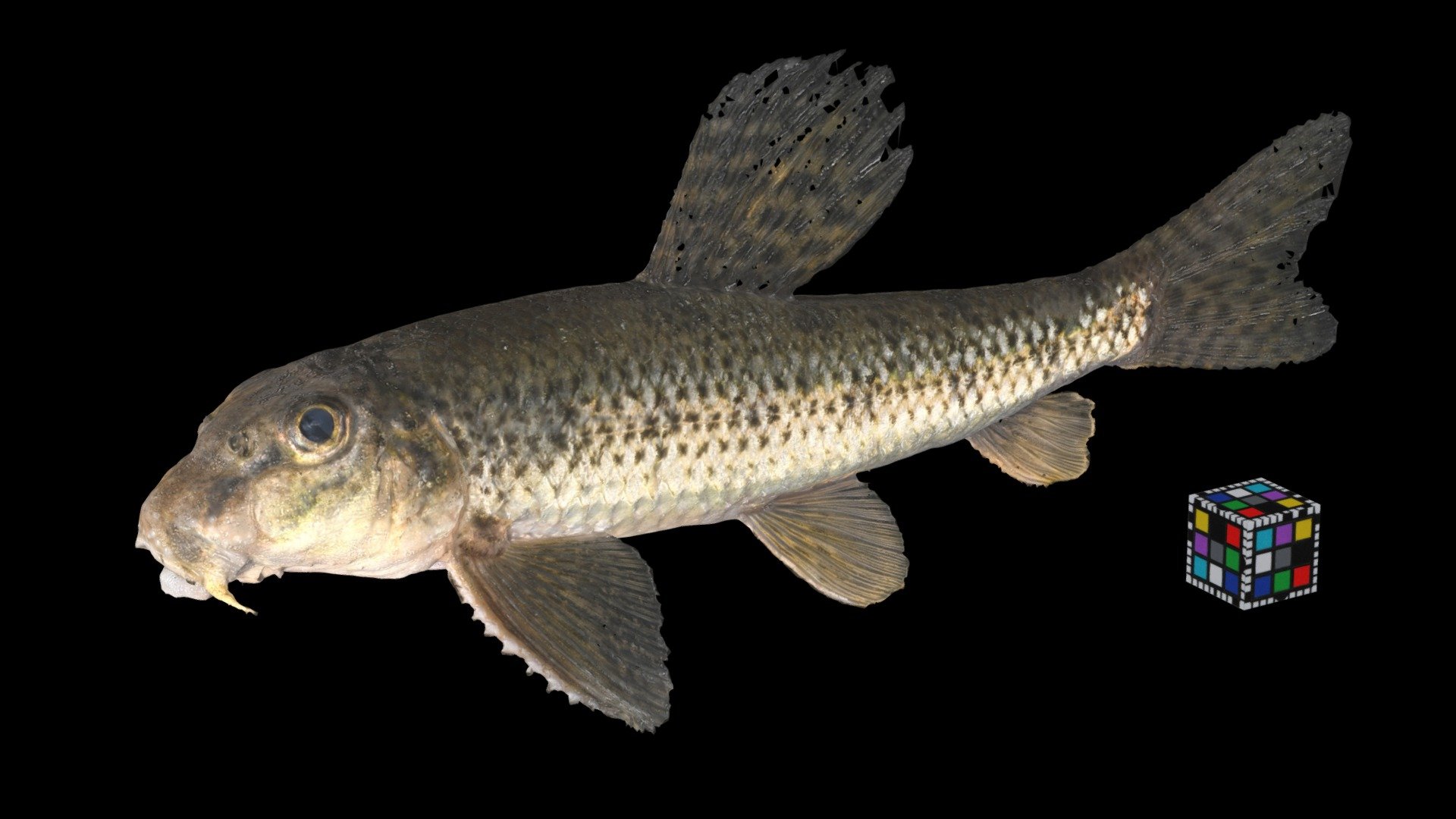 ツチフキ Chinese False Gudgeon, Abbottina rivularis