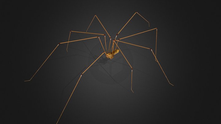Spider Pholcus Phalangioides 3D Model