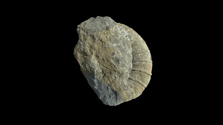 Fossile 3D Model