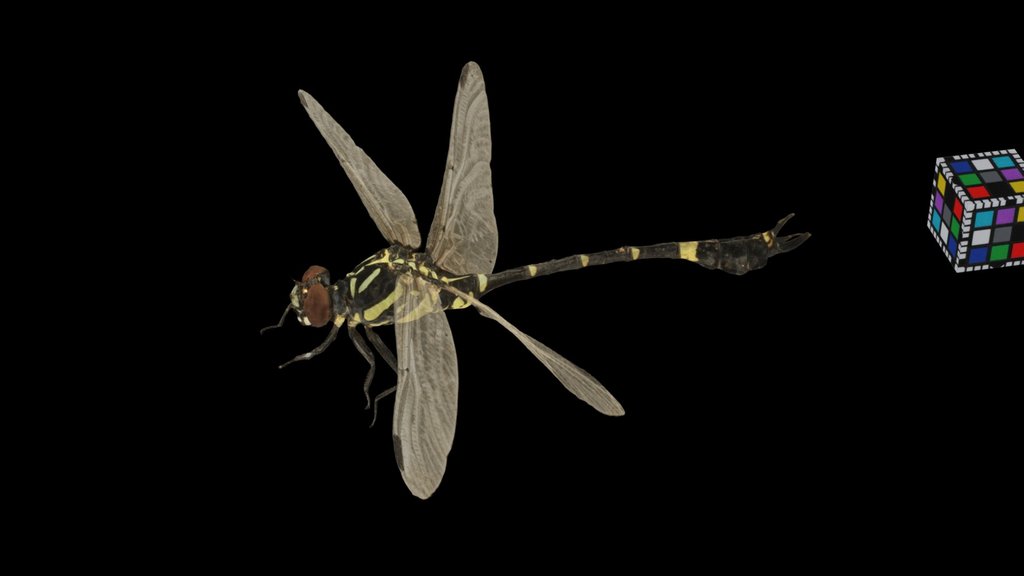 CC0 オナガサナエ ♂ Club-tailed Dragonfly