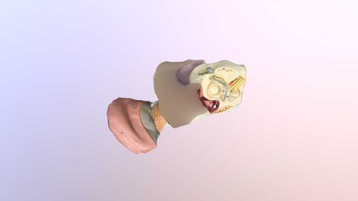Gross anatomy of the Ear 3D Model