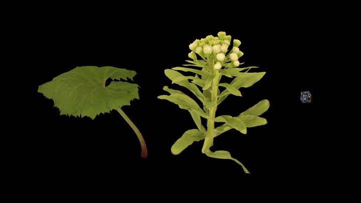 CC0 フキ Japanese Butterbur, Petasites japonicus