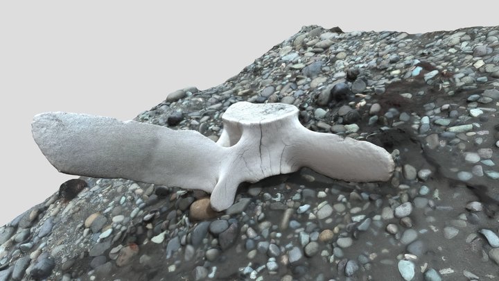 Whale vertebrae 3D Model