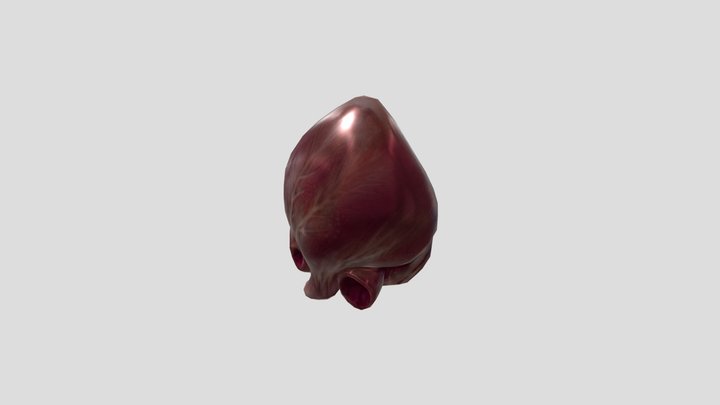 Heart Anim 3D Model