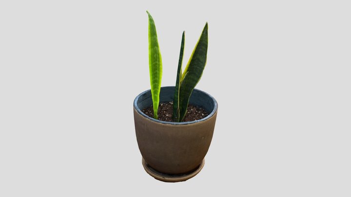Snake plant in brown pot 3D Model
