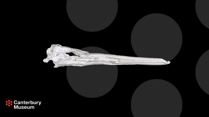 Rosie's penguin (Sequiwaimanu rosieae) skull 3D Model