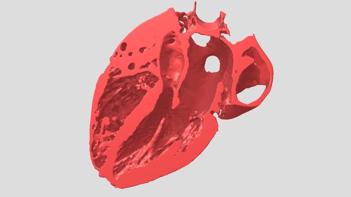 Cardiac Computed Tomography Model ( Half Heart ) 3D Model
