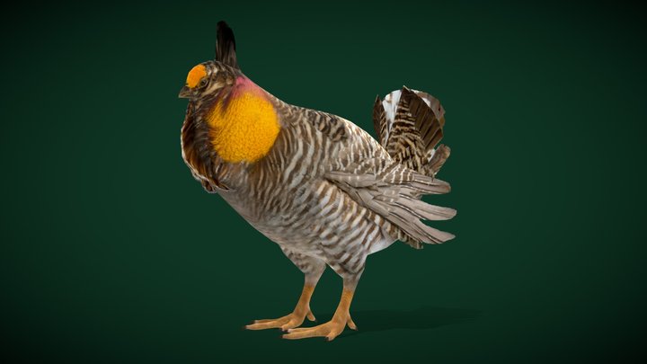 Small_bird 3D models - Sketchfab