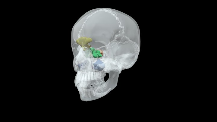 sphenoid sinus skull