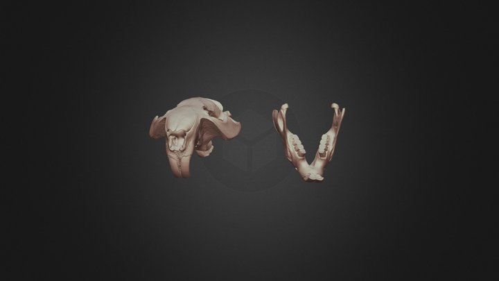 Skull #1 3D Model