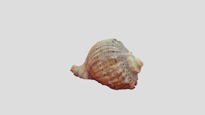 Muschel 3D Model