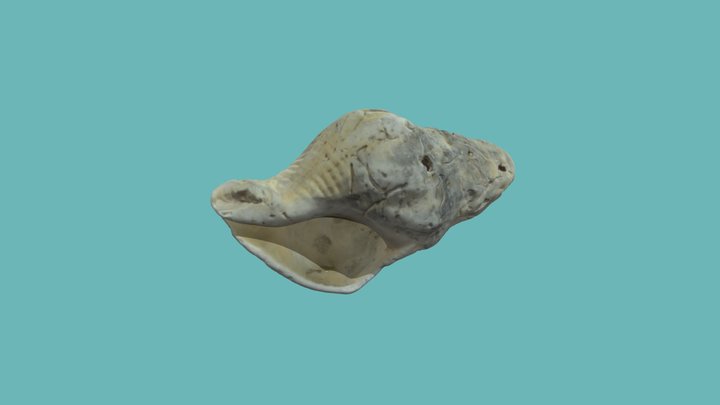 Shell Scan 3D Model