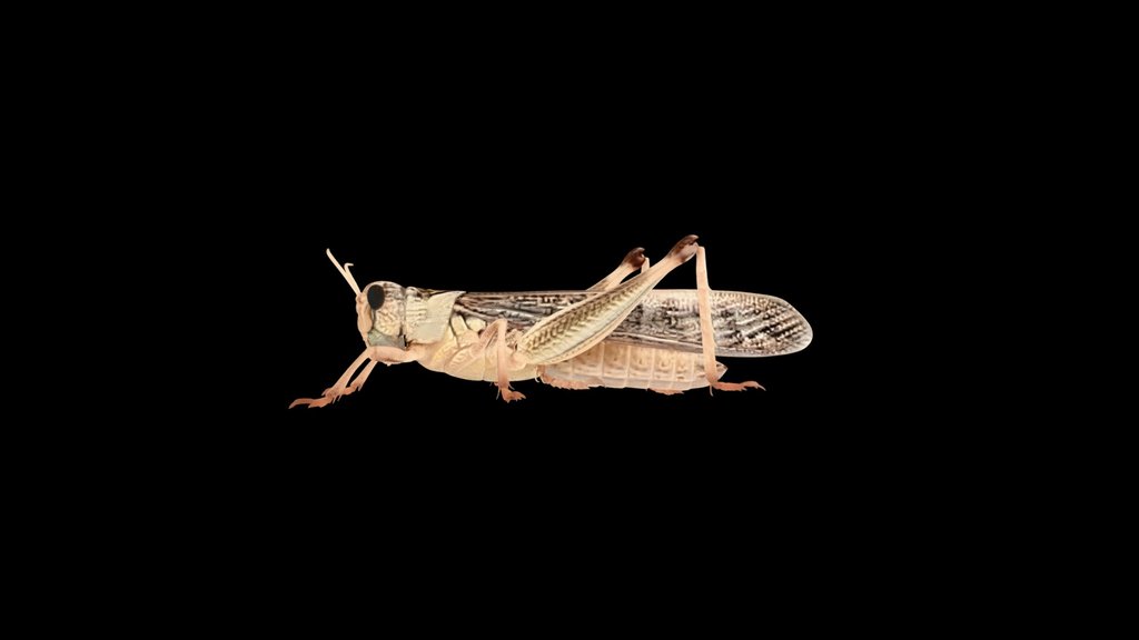 Migratory Locust (L. Migratoria)