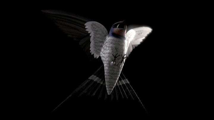 Barn Swallow [Õnn Ja Rõõm - Happiness And Joy] 3D Model