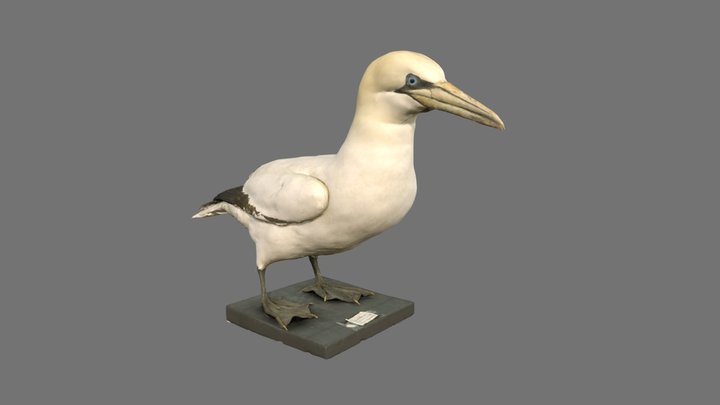 Fou de bassan 3D Model