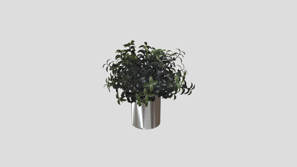 Minimalist Potted Green Leaf Plant