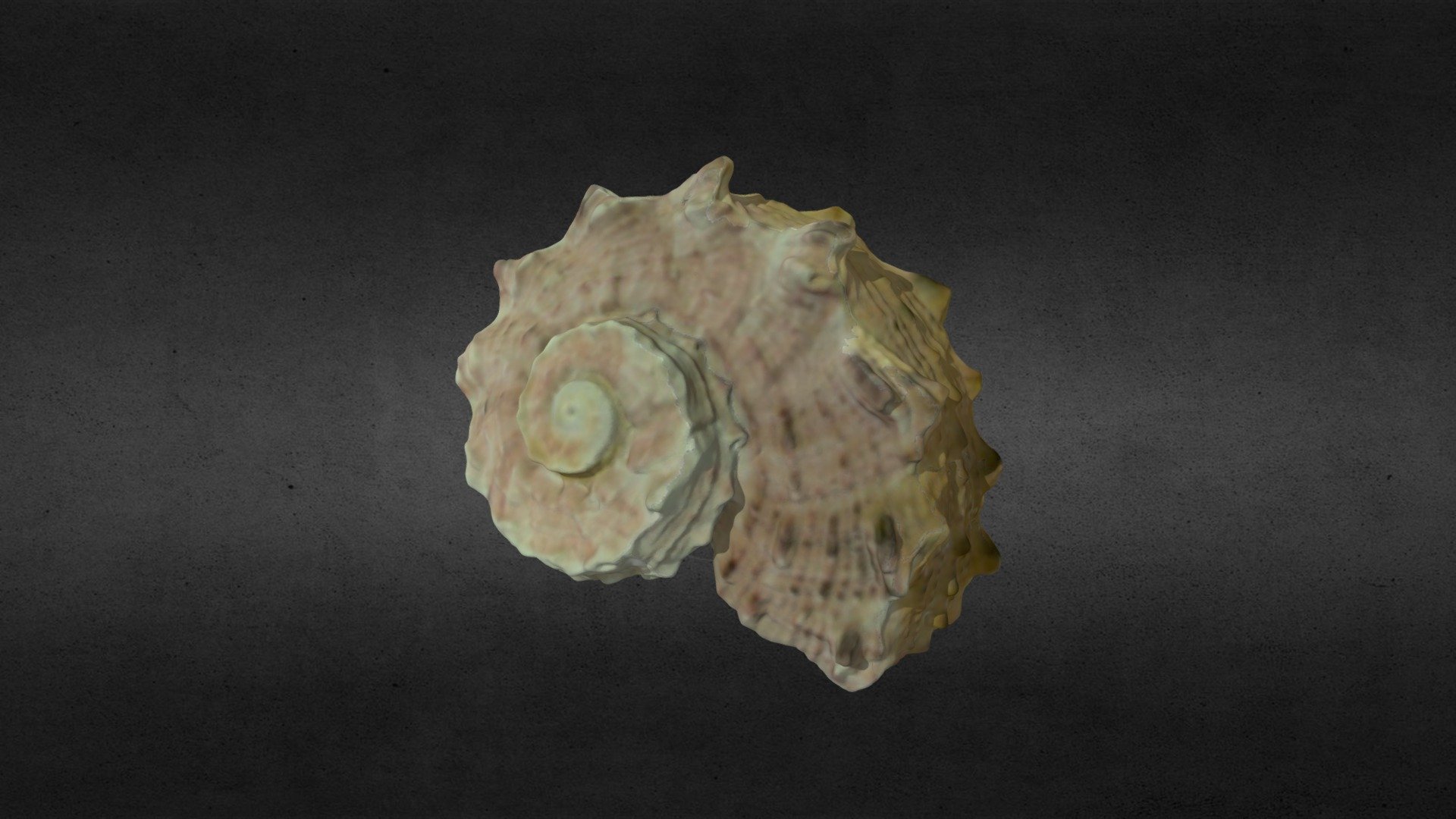 Conch - Caracola 2