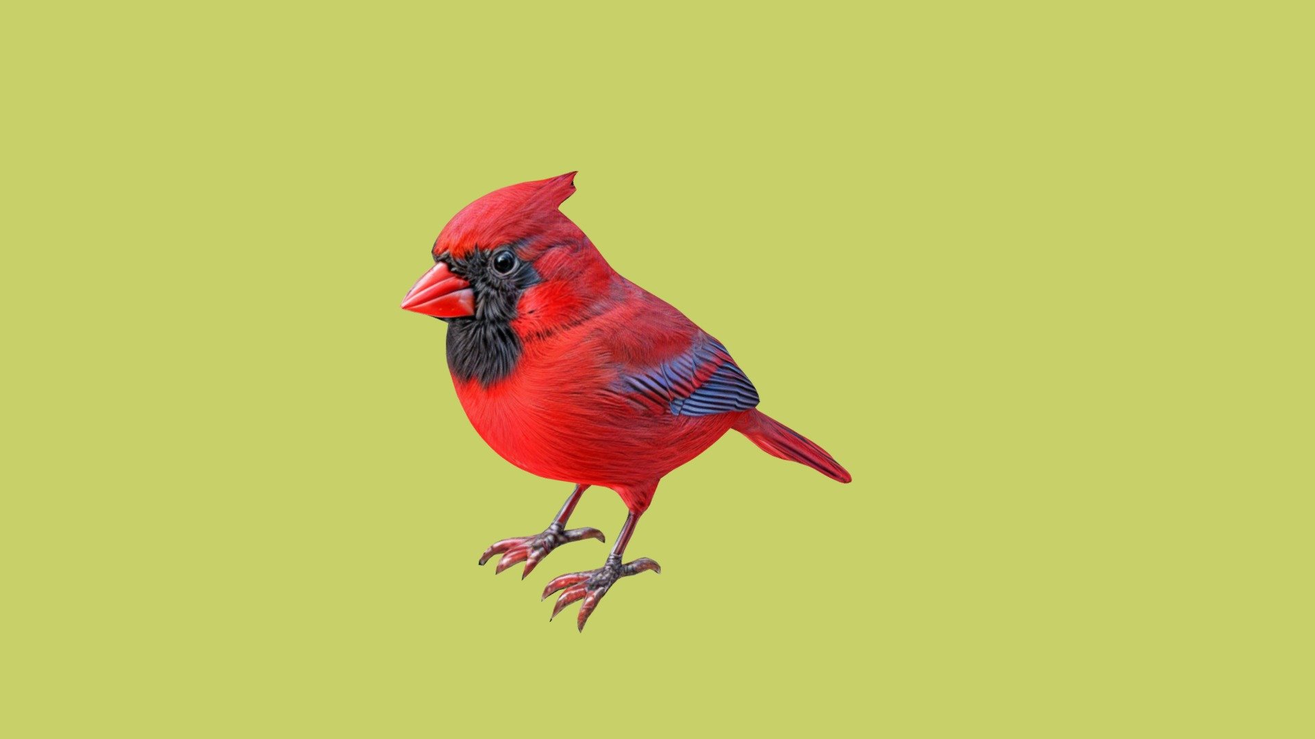 Realistic Cardinal Bird - Buy Royalty Free 3D model by Inventive World ...