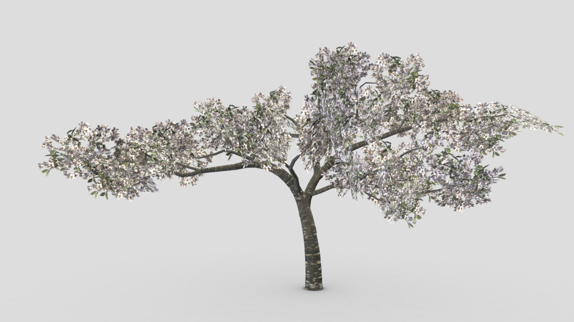 Cherry Blossoms Tree- 02 - Buy Royalty Free 3D model by ASMA3D [7928f62 ...