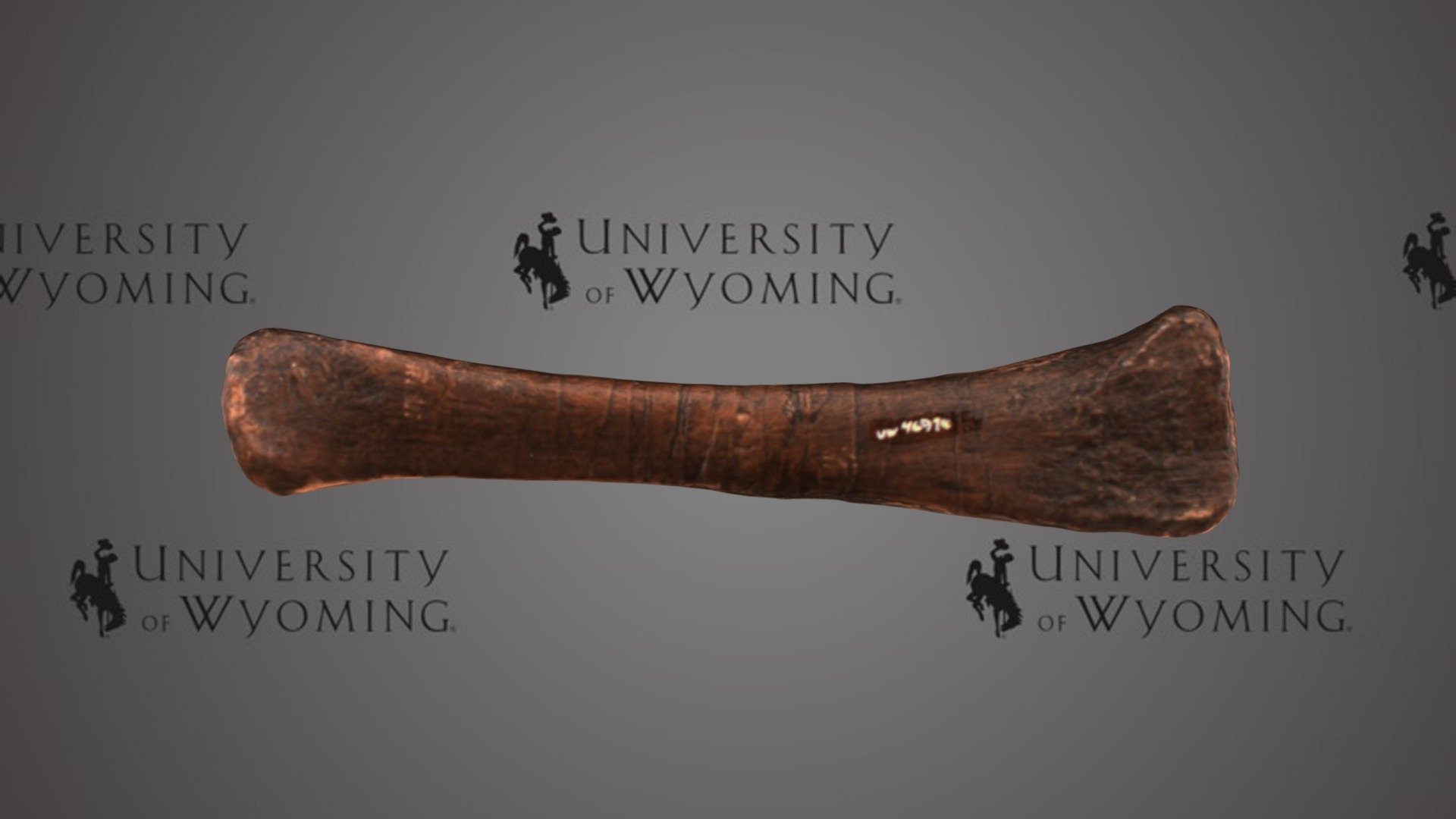 UW 46974 H - Apatosaurus parvus, Limb — Sketchfab embed 3D viewer