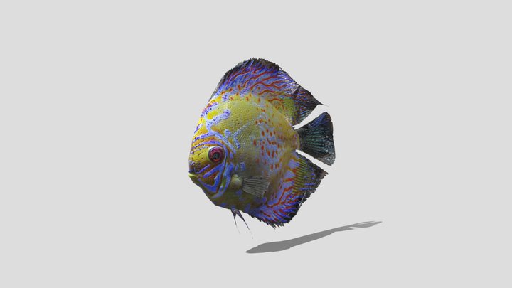 Discus Fish 3D Model