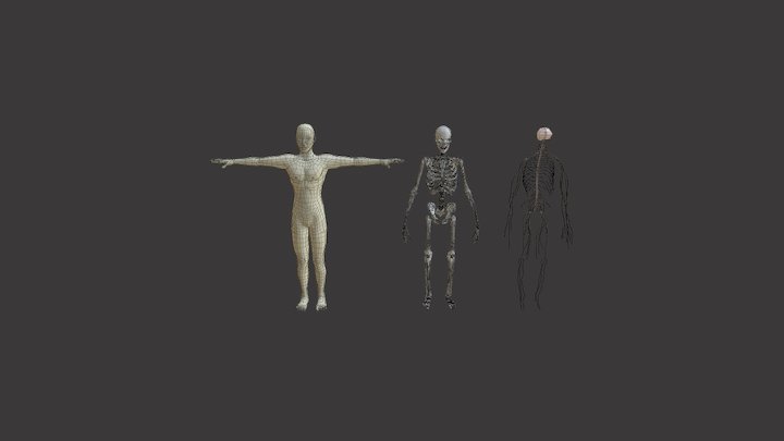 Human Anotomy 3D Model