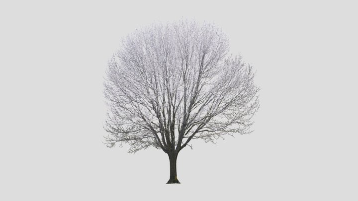 White Ash 3D Model