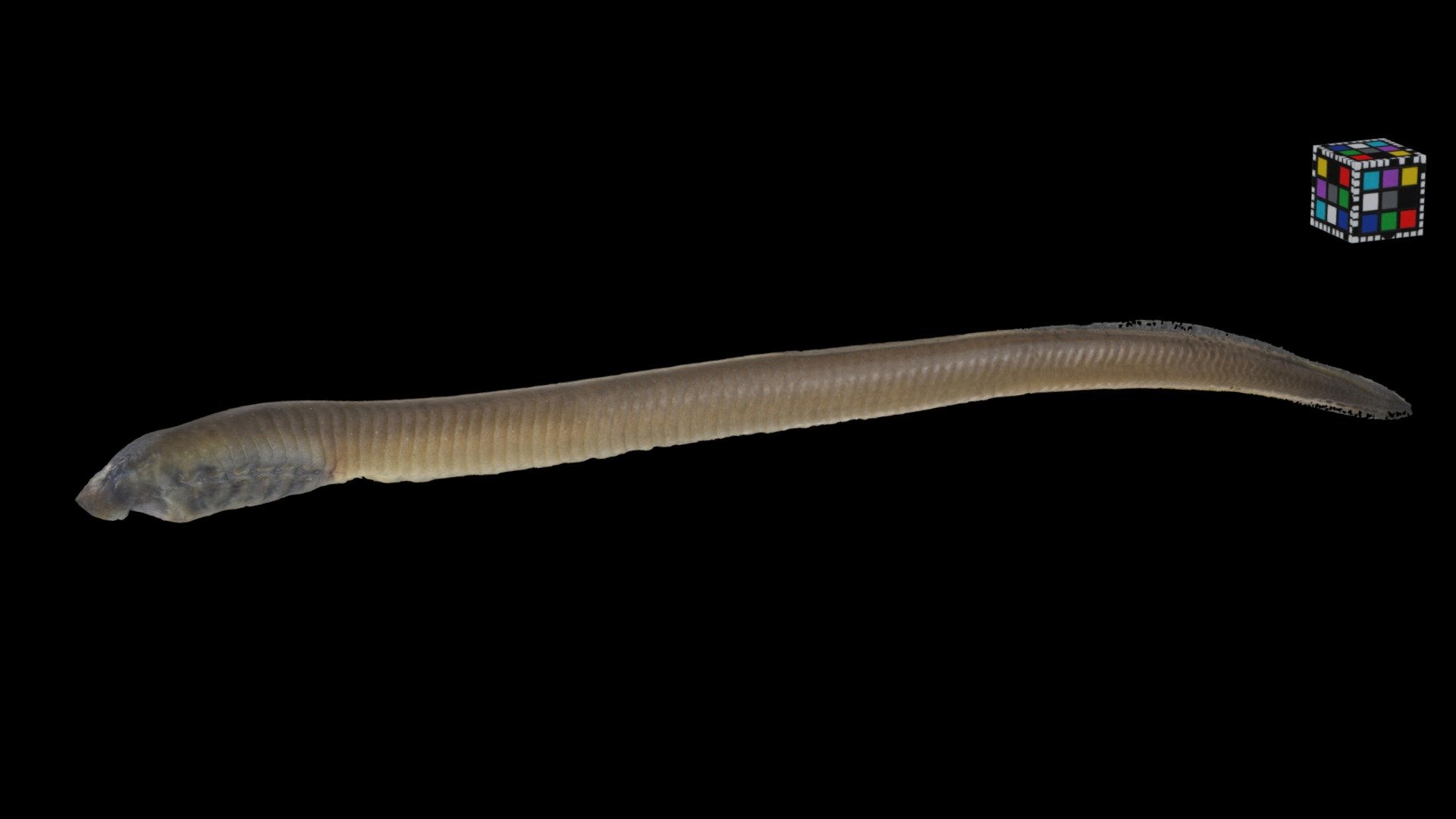 スナヤツメ（南方種）Lamprey, Lethenteron reissneri