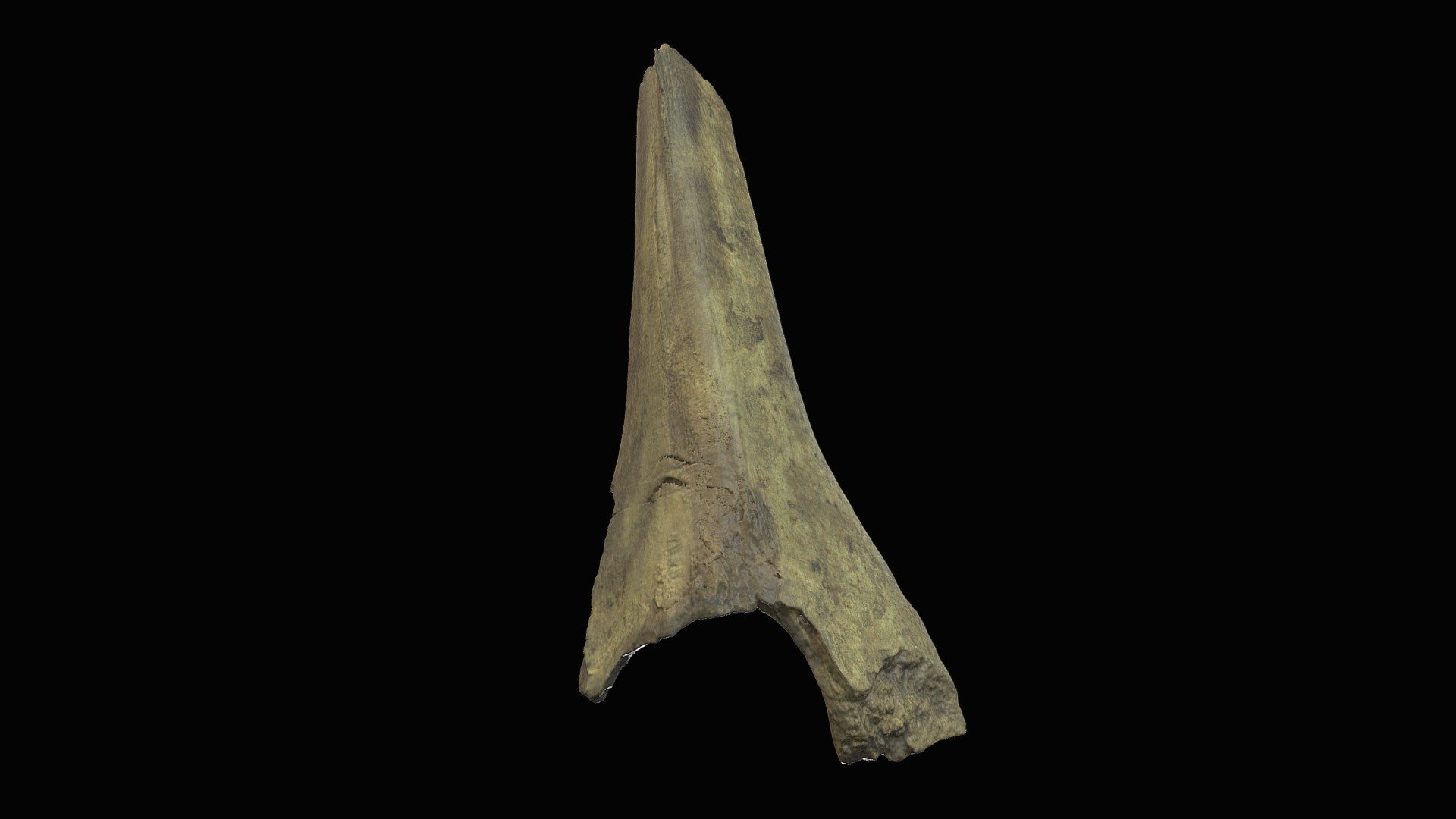 American Mastodon. Vertebra. Coats-hines-lichy. - Download Free 3d 