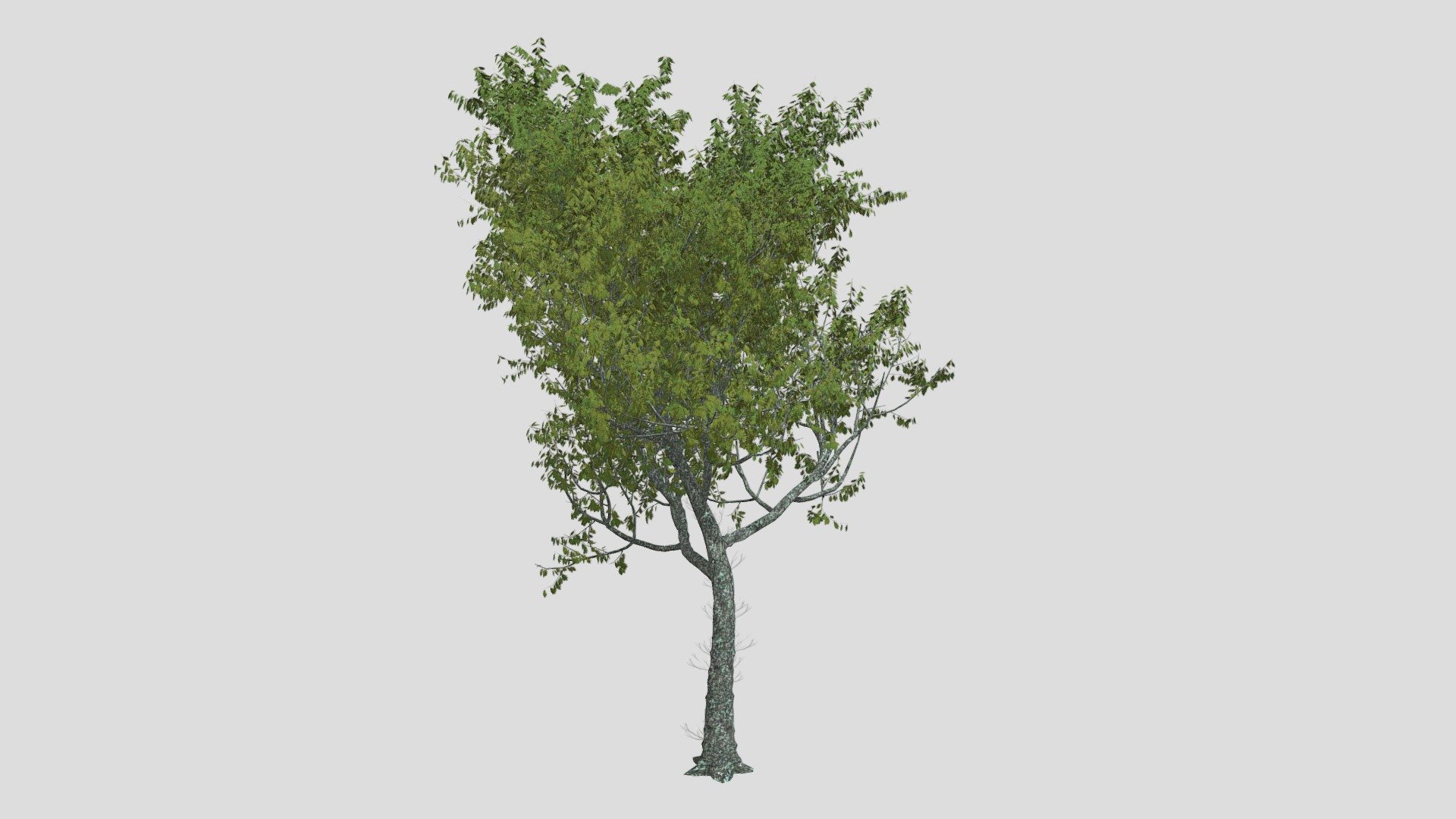 Red Oak Tree — Sketchfab embed 3D viewer
