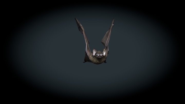 Bat animation 3D Model