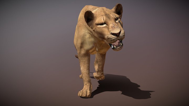 Lion King 3d Models Sketchfab