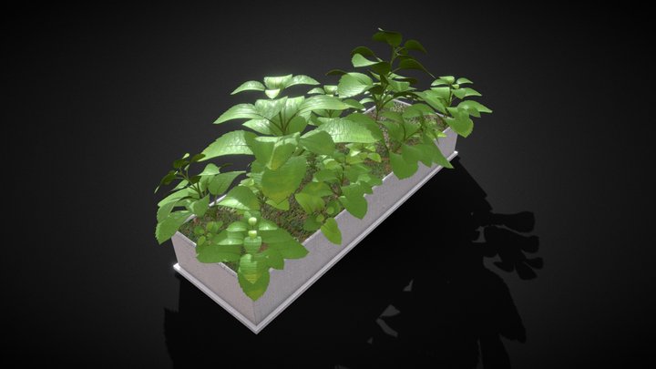 Mint Herb Kitchen Plants 3D Model