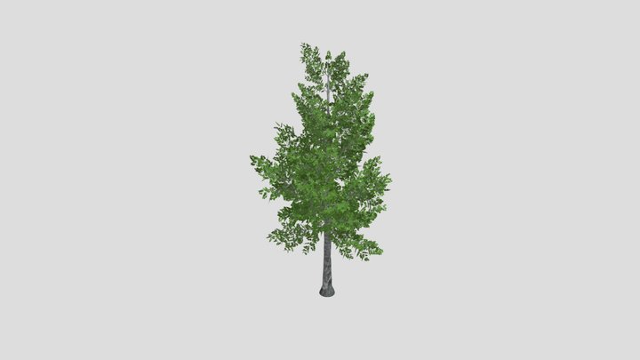 Pohon 3D Model
