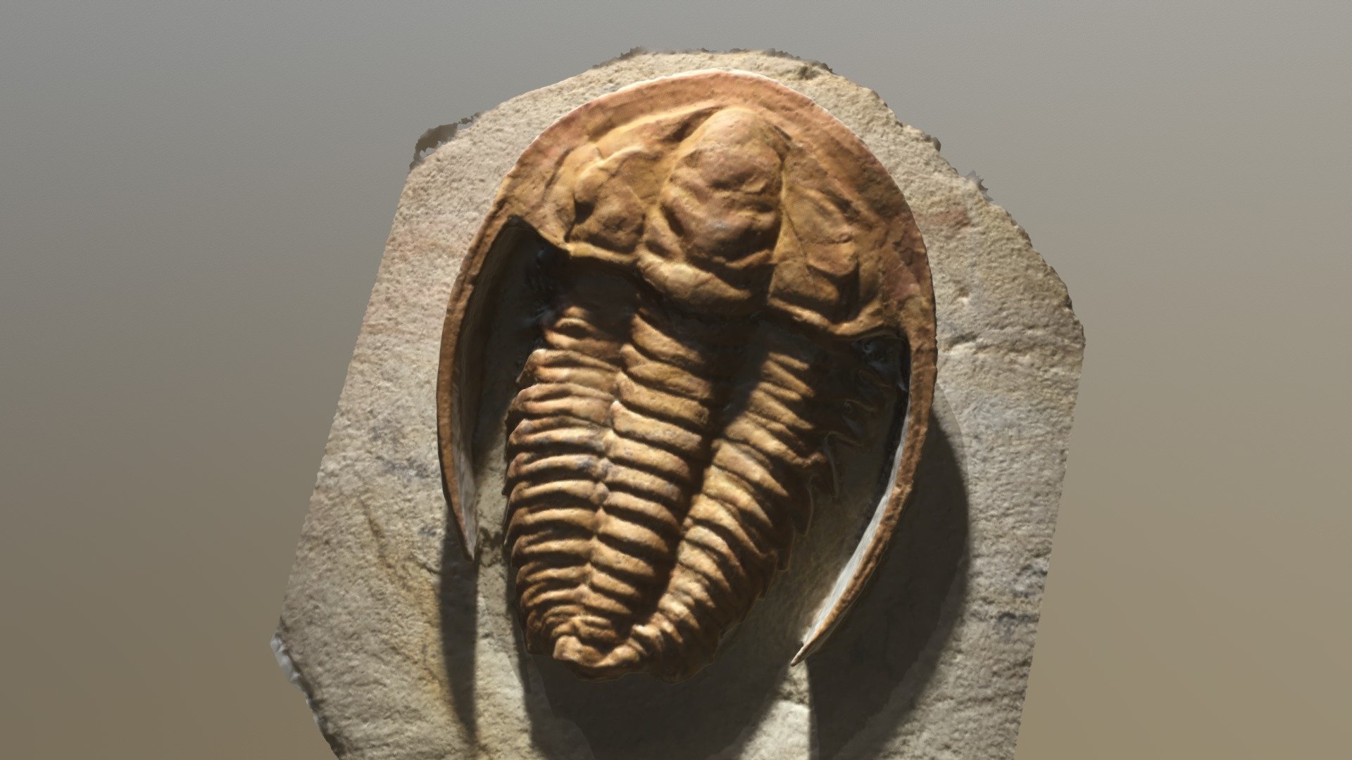 Trilobite Hamatolenus (Myopsolenus) sp.