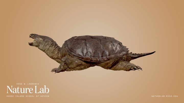 Snapping Turtle 3D Model