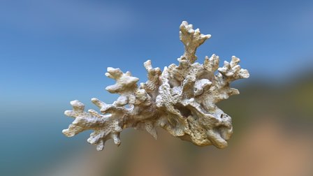 Pocillopora damicornis coral skeleton 3D Model