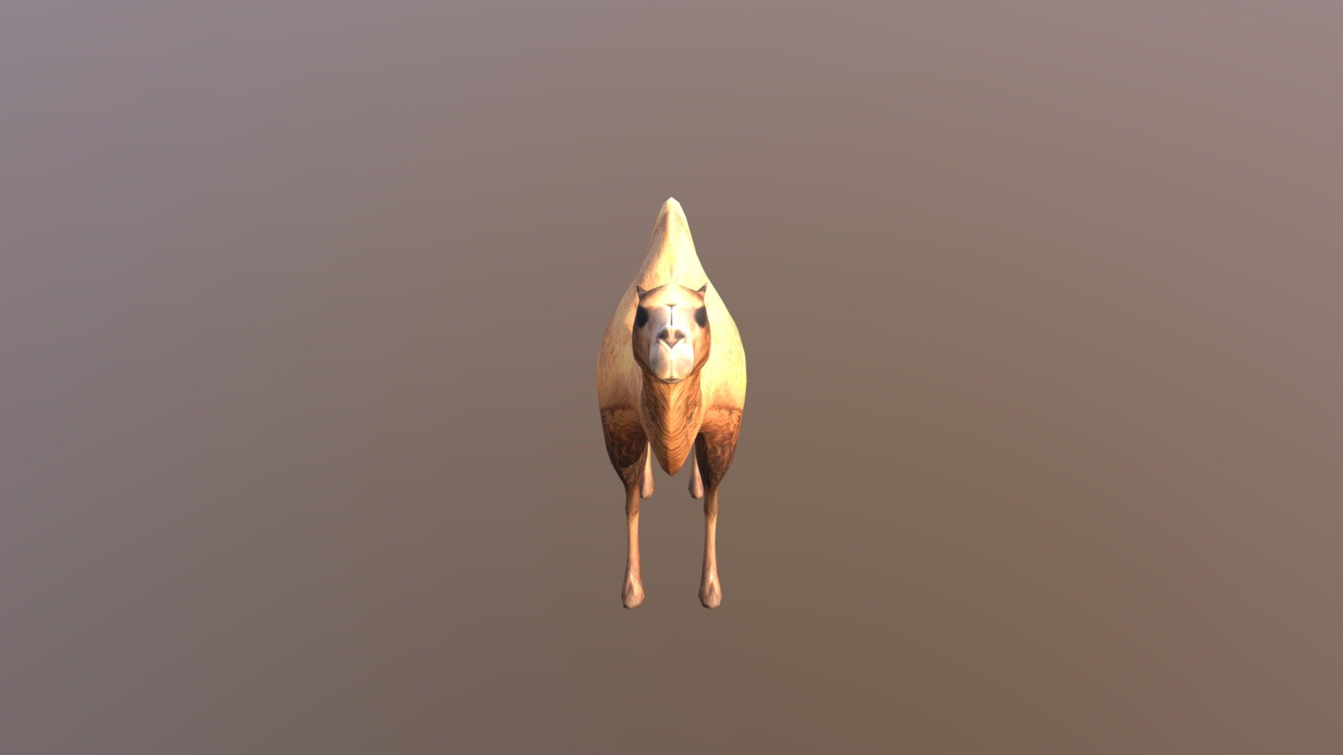 Camel