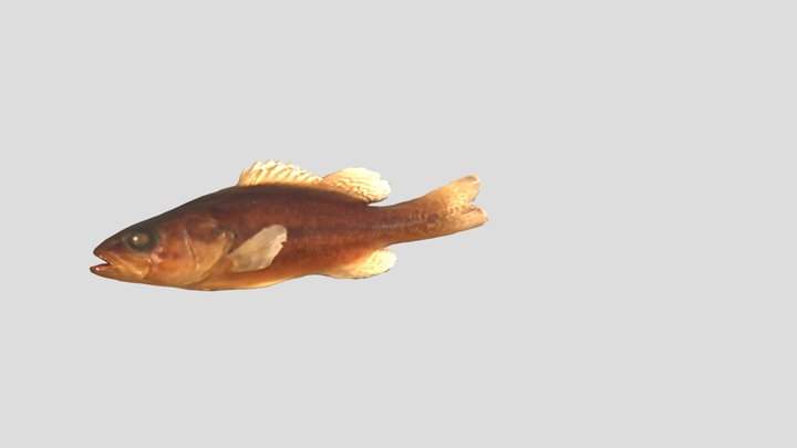 bass-fish 3D Model