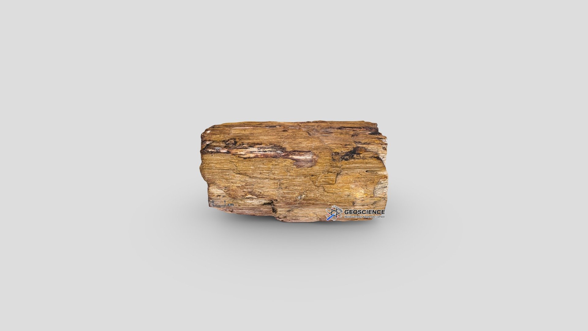 Petrified wood