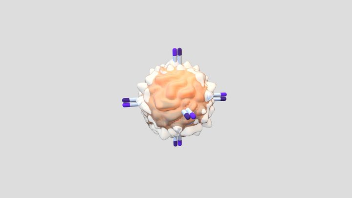 Limfosit T 3D Model
