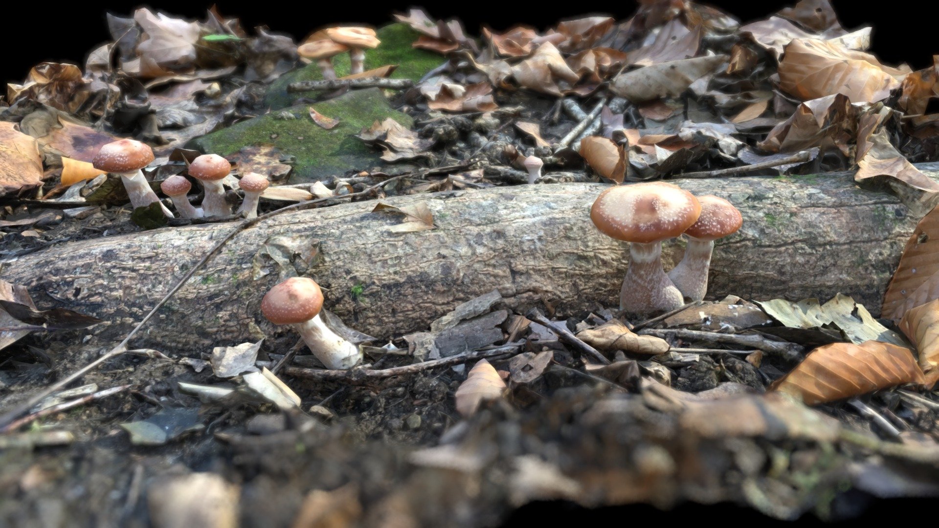 Mushrooms in Hoosier National Forest