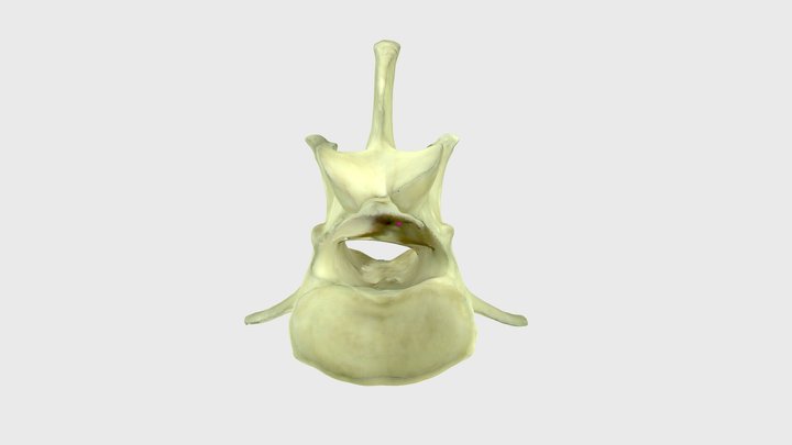 Canine Lumbar Vertebra 3D Model