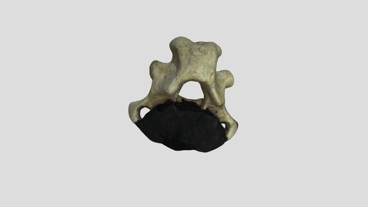 FOSSIL_07_F028226_383K 3D Model