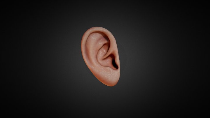 Human Ear 3D Model