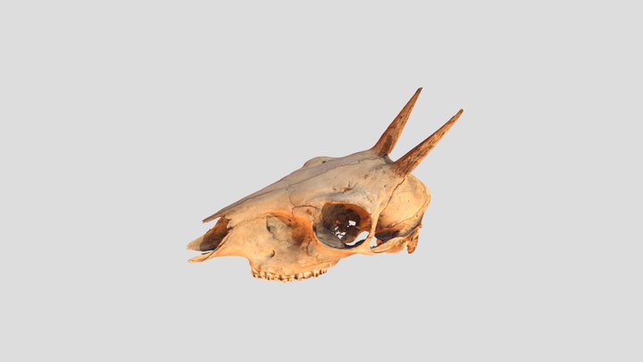 Skull_Sg3 3D Model